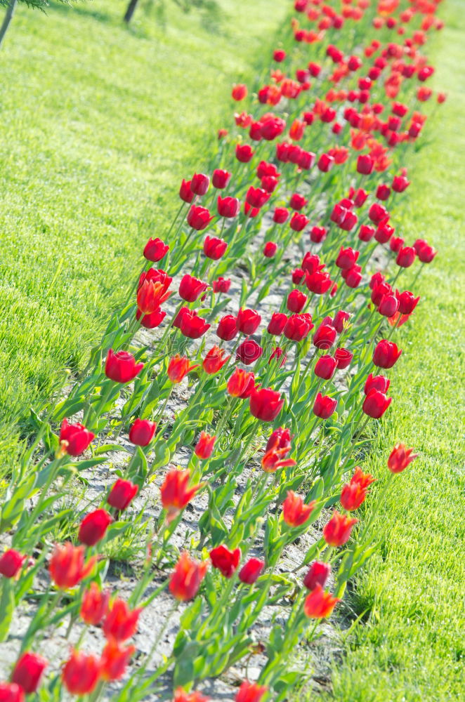 Similar – Image, Stock Photo flower paradise Nature