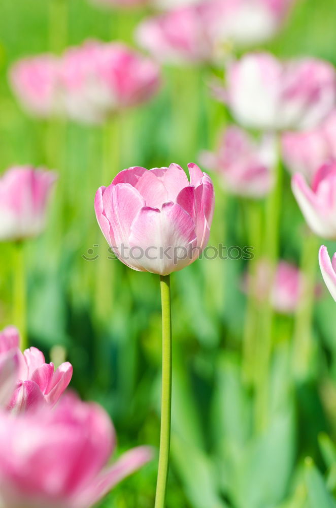 Similar – tulips Flower Tulip