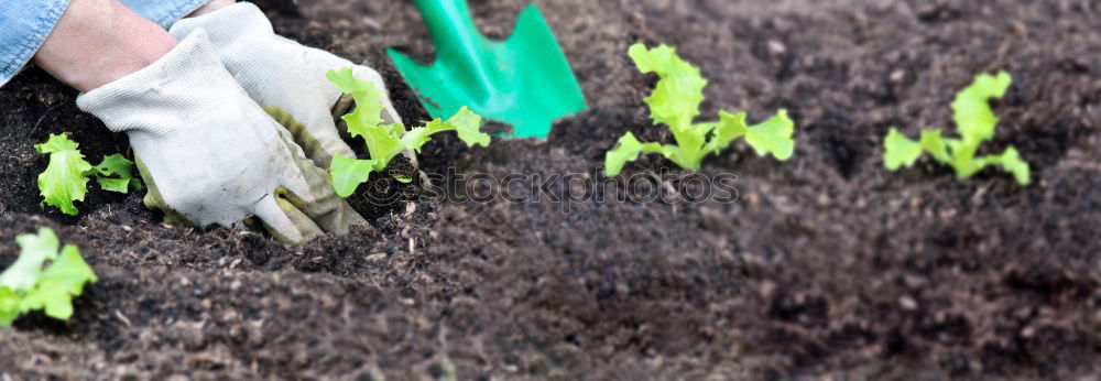 Similar – Image, Stock Photo sun Grass Green