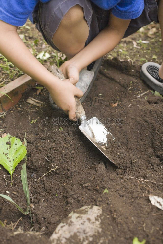 Similar – Planting potatoes in small bio garden