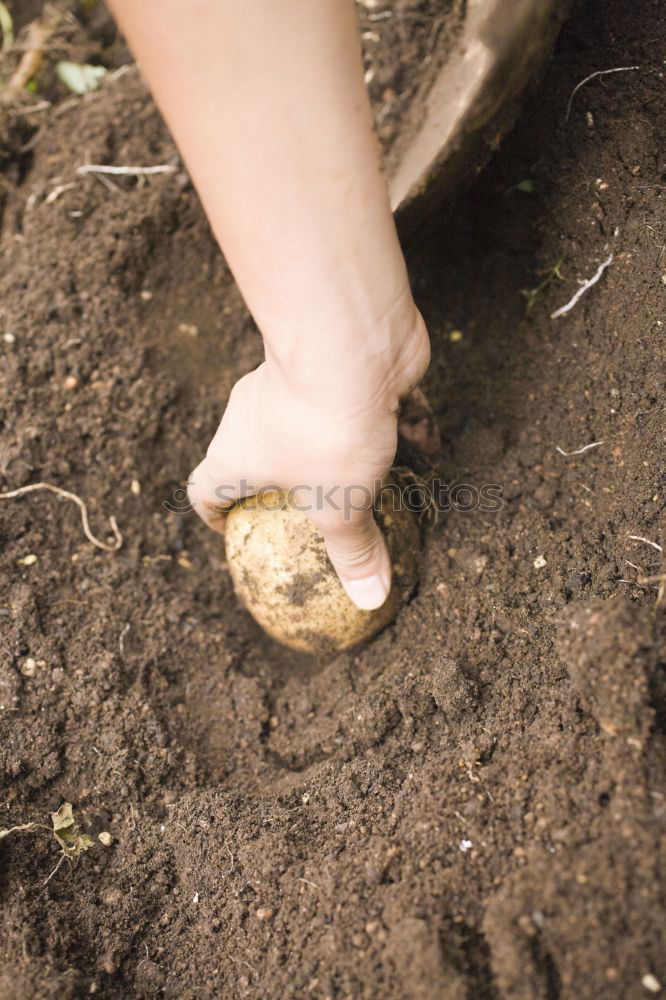 Similar – Planting potatoes in small bio garden