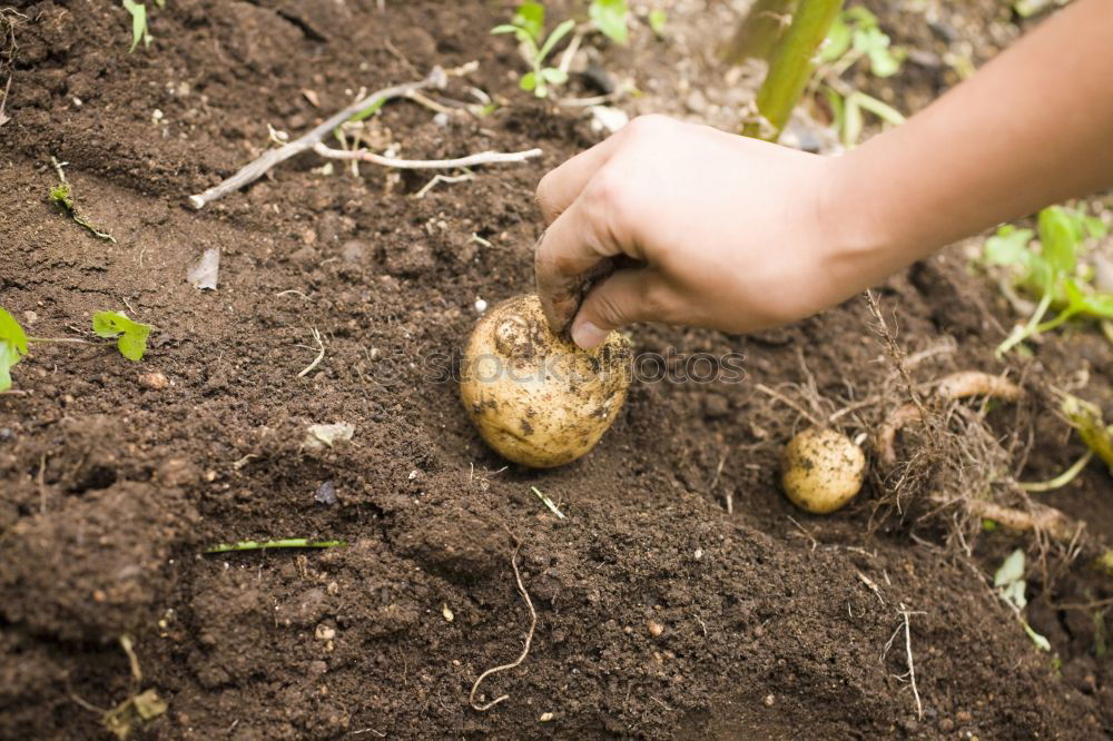 Similar – Image, Stock Photo Collect potatoes Vegetable