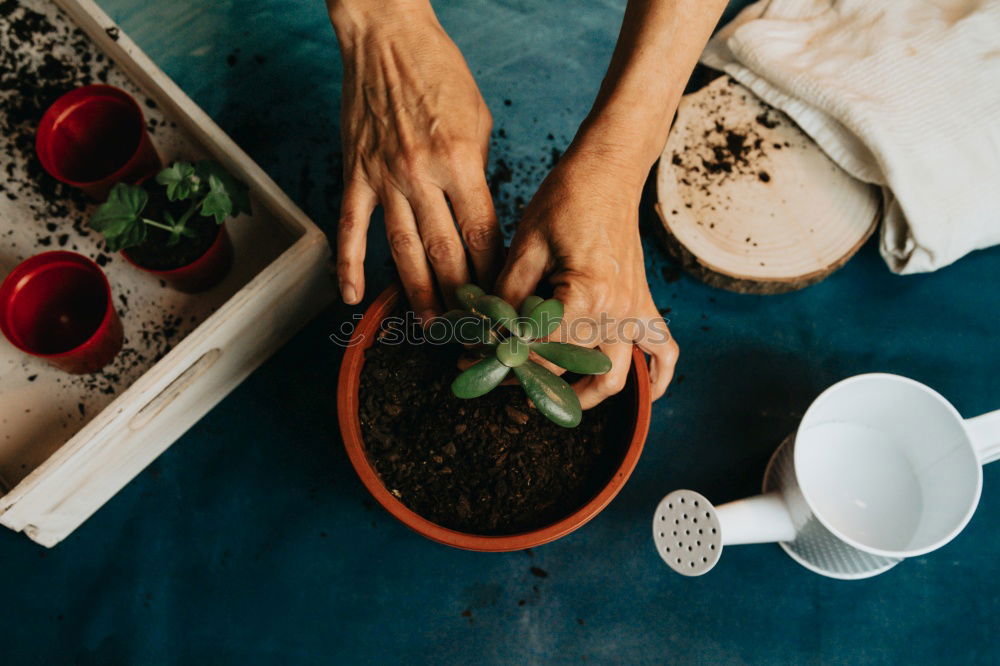 Similar – Image, Stock Photo Woman’s hands transplanting plant.