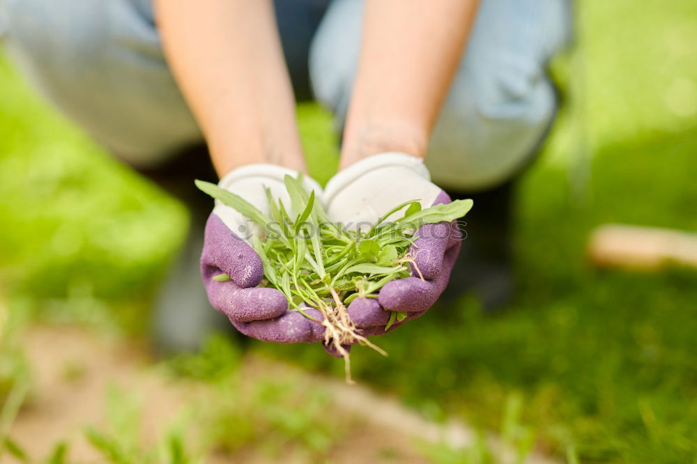 Similar – Image, Stock Photo Hobby gardener plants rosemary in a raised bed