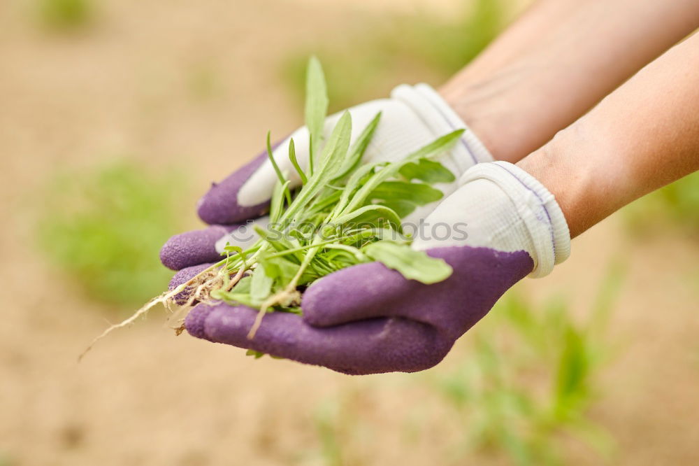 Similar – Image, Stock Photo Harvesting vegetables in agriculture with your hands on the field