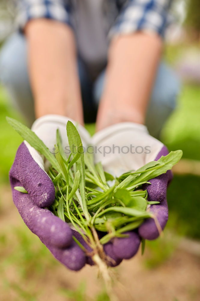 Similar – Image, Stock Photo Old garden shovel on flower root