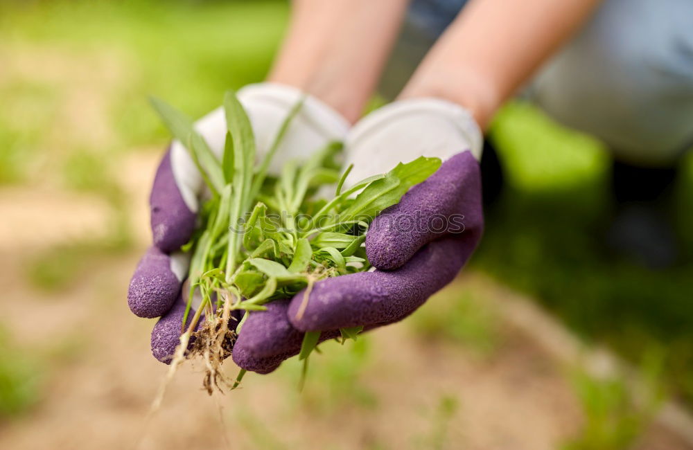 Image, Stock Photo Harvesting vegetables in agriculture with your hands on the field