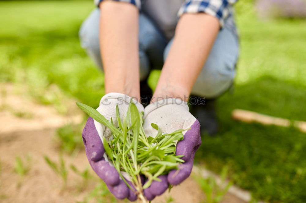 Similar – Image, Stock Photo Hobby gardener plants rosemary in a raised bed