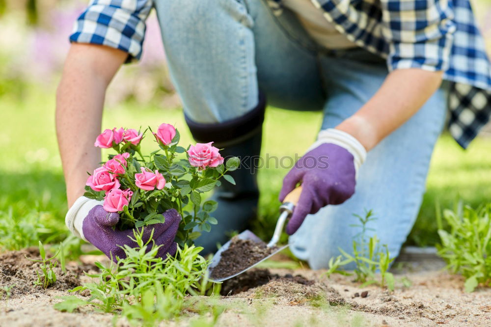 Similar – Image, Stock Photo Old garden shovel on flower root