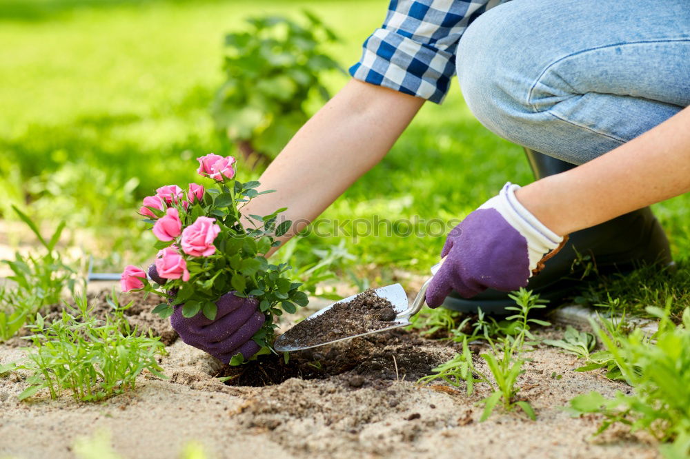 Similar – Image, Stock Photo Hand shovel and garden flowers