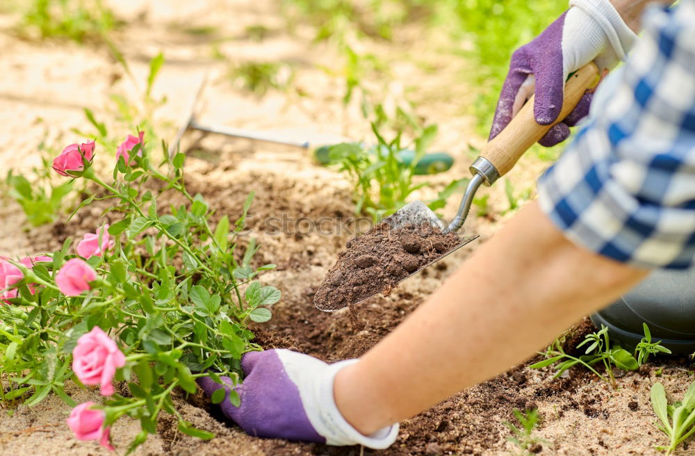 Similar – Image, Stock Photo Hand shovel and garden flowers