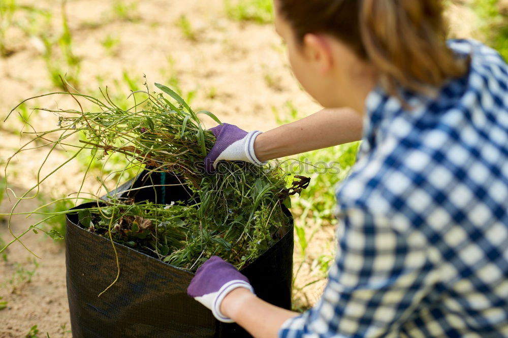 Similar – Woman hold parsnips in basket in the garden