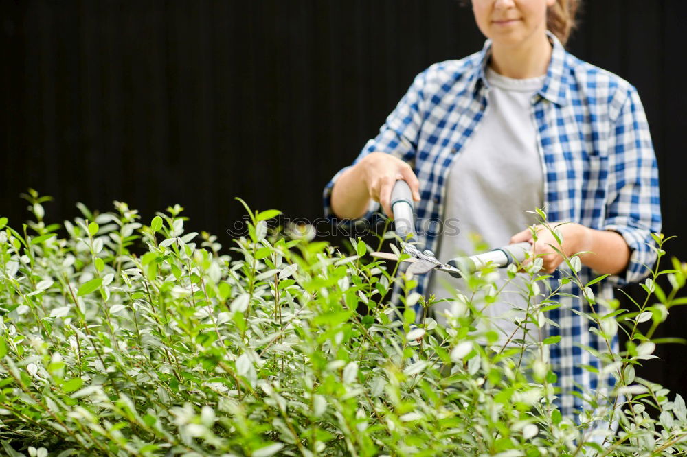 Kitchen herbs, balcony, person