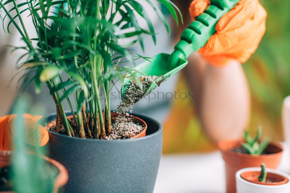 Similar – Image, Stock Photo Woman’s hands transplanting plant.