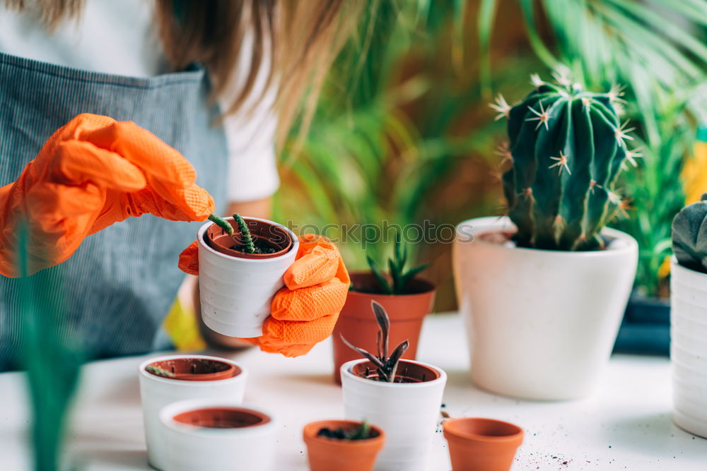 Similar – Image, Stock Photo Woman’s hands transplanting plant.