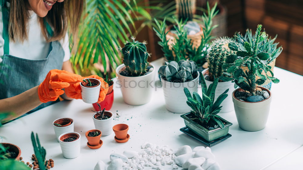 Similar – Image, Stock Photo Woman’s hands transplanting plant.