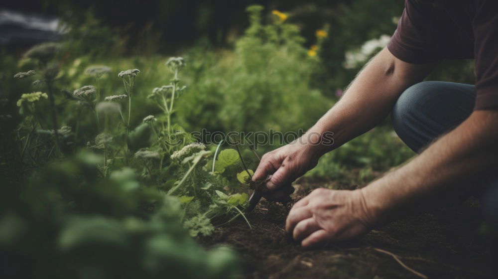 Similar – Image, Stock Photo Child holds beans seeds in hand