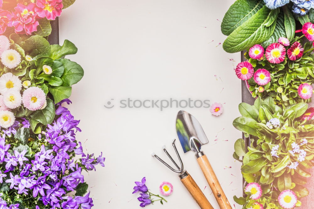 Similar – Summer flowers and garden tools