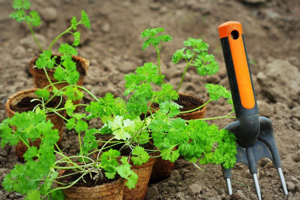 Similar – Image, Stock Photo Old garden shovel on flower root