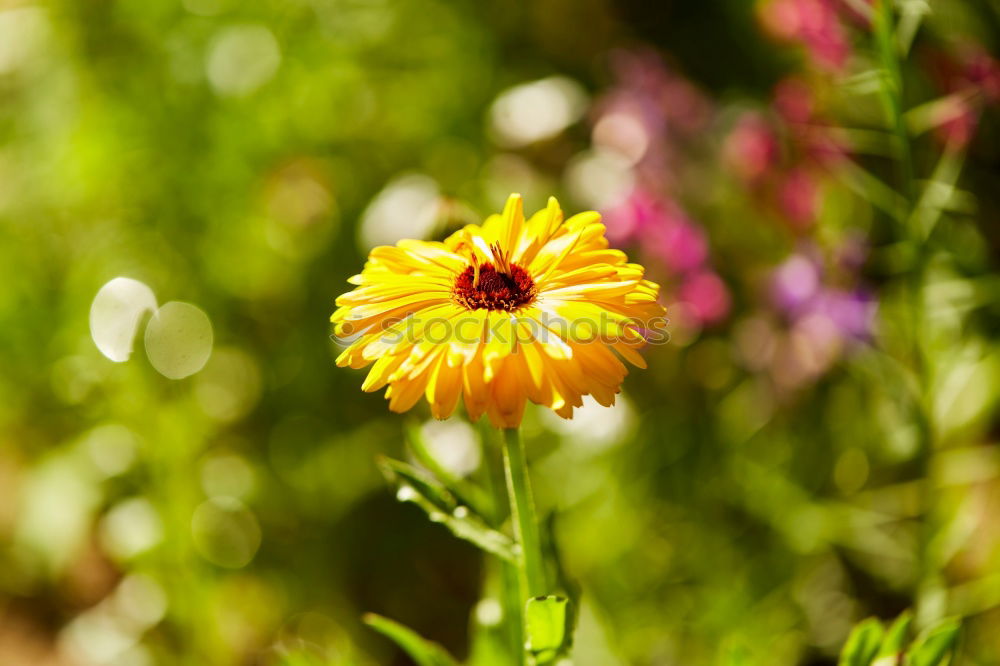 Similar – Foto Bild Farbtupfer Pflanze Sommer