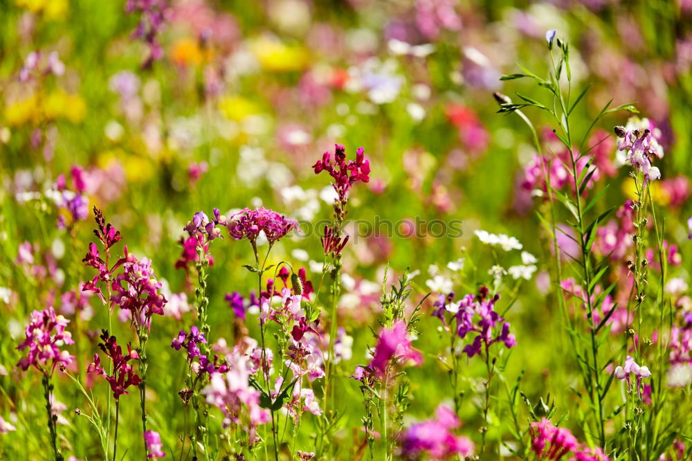 Similar – Image, Stock Photo Flowering Heath Heathland