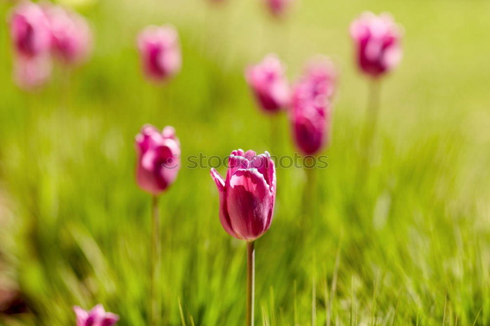 Similar – Image, Stock Photo loner Environment Nature