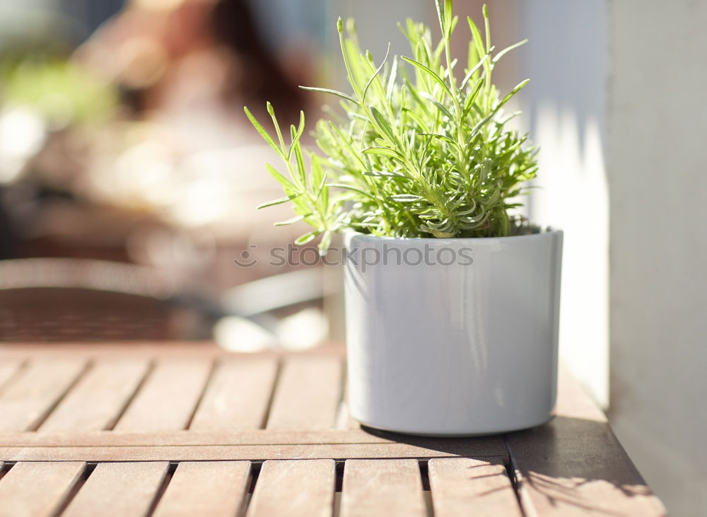 Table shrub Plant Sun