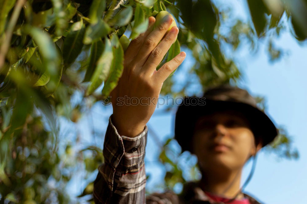 Similar – Young man picking cherry berries from tree