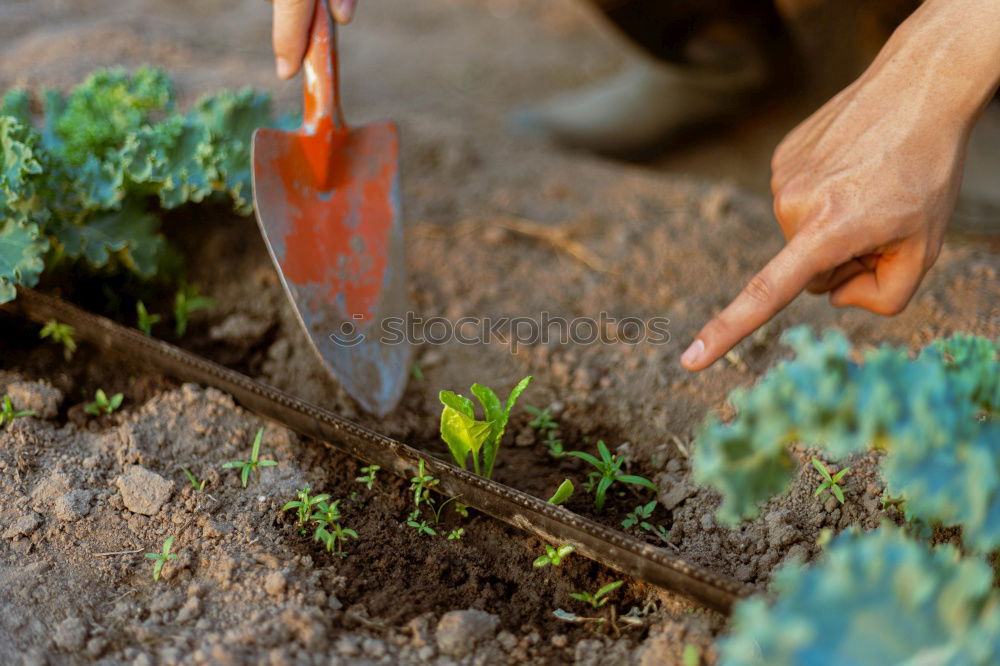 Similar – Picking radishes in the garden