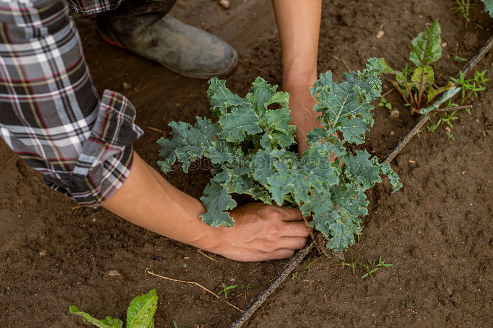 Similar – Image, Stock Photo Hobby gardener plants rosemary in a raised bed