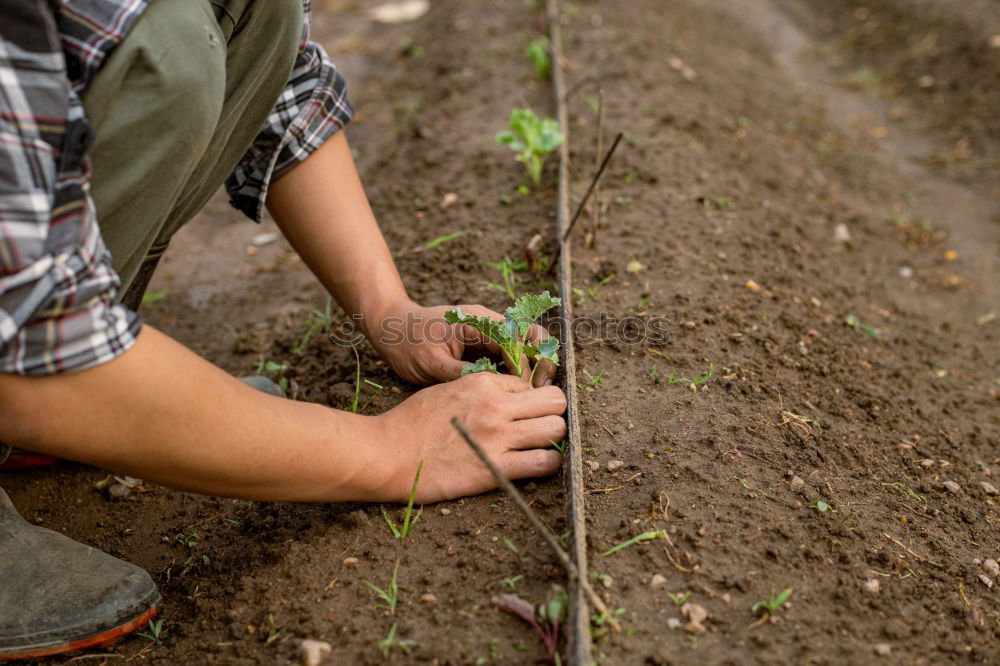 Similar – Image, Stock Photo A retired man plants sunflowers in his flower bed in Spring