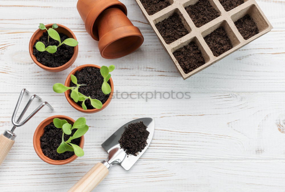 Similar – Image, Stock Photo Woman’s hands transplanting plant.