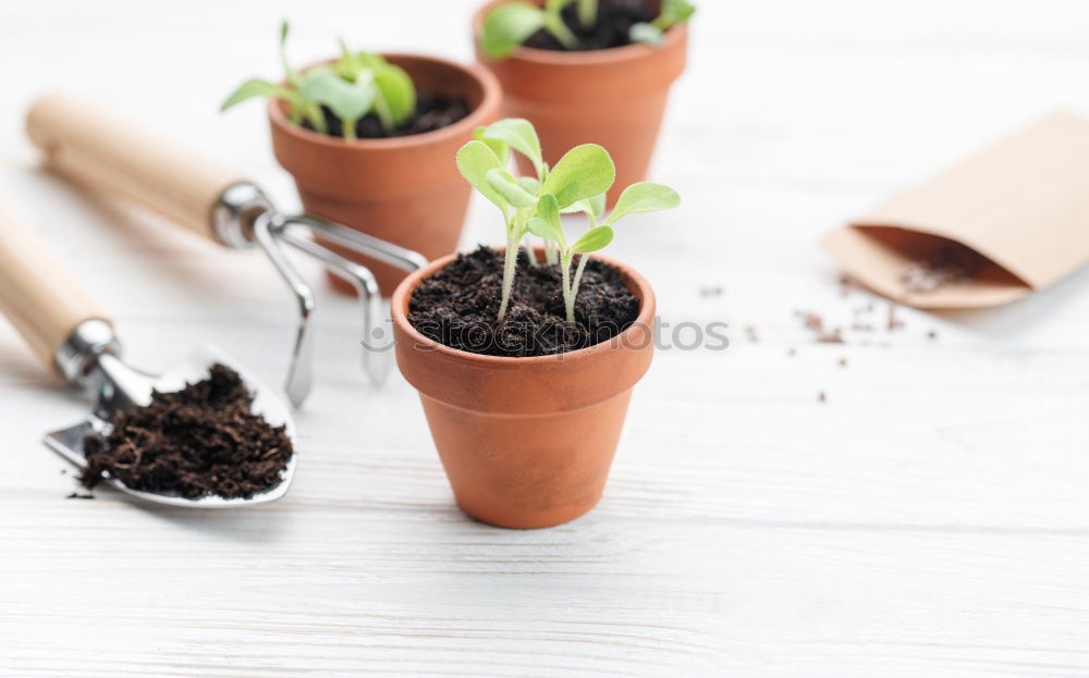 Similar – Image, Stock Photo Woman’s hands transplanting plant.