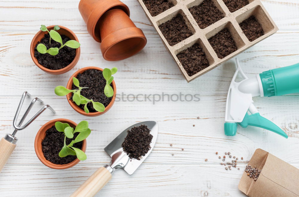 Similar – Image, Stock Photo Woman’s hands transplanting plant.