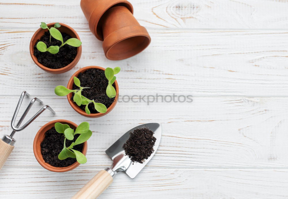 Similar – Image, Stock Photo Woman’s hands transplanting plant.
