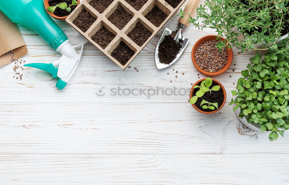 Image, Stock Photo Woman’s hands transplanting plant.
