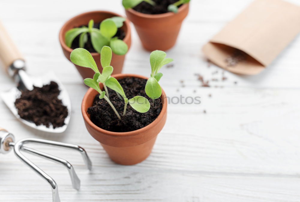 Similar – Image, Stock Photo Woman’s hands transplanting plant.