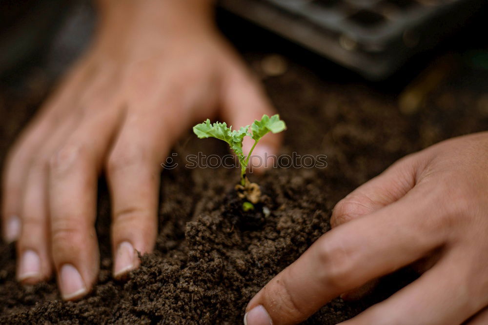 Similar – Image, Stock Photo Young woman holding pansies in her hand.