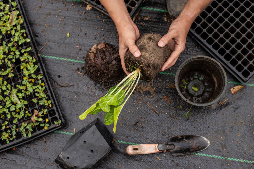 Planting potatoes in small garden