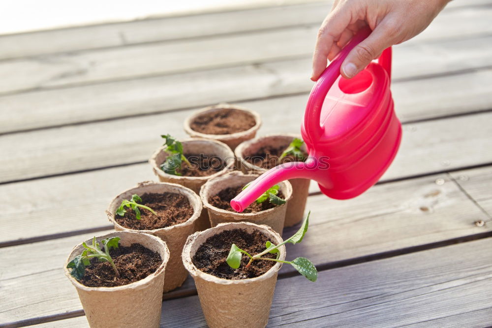 Similar – Image, Stock Photo Woman’s hands transplanting plant.