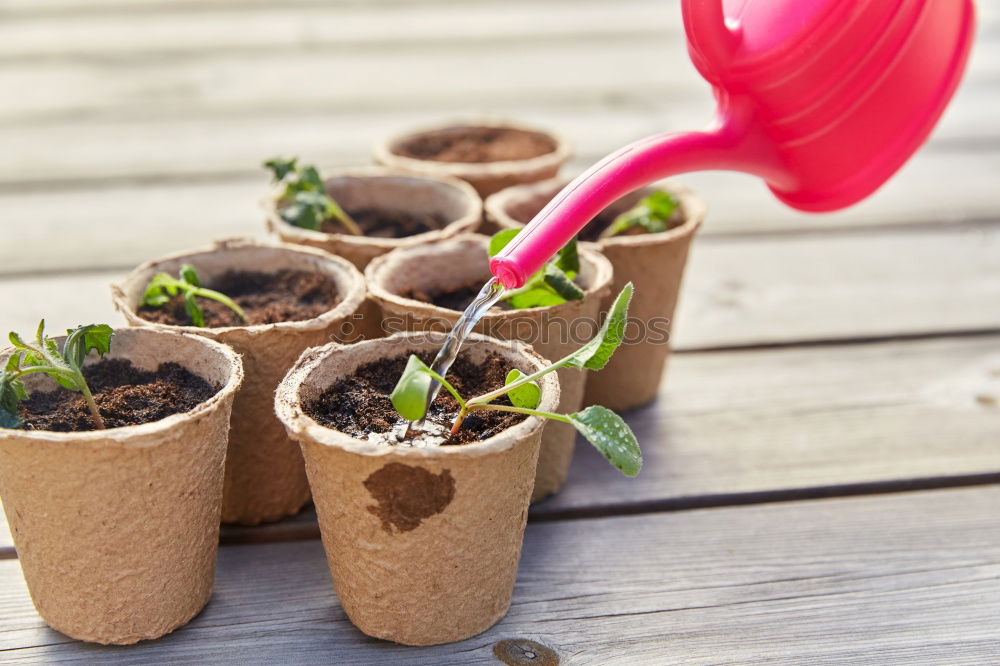 Similar – Image, Stock Photo Woman’s hands transplanting plant.