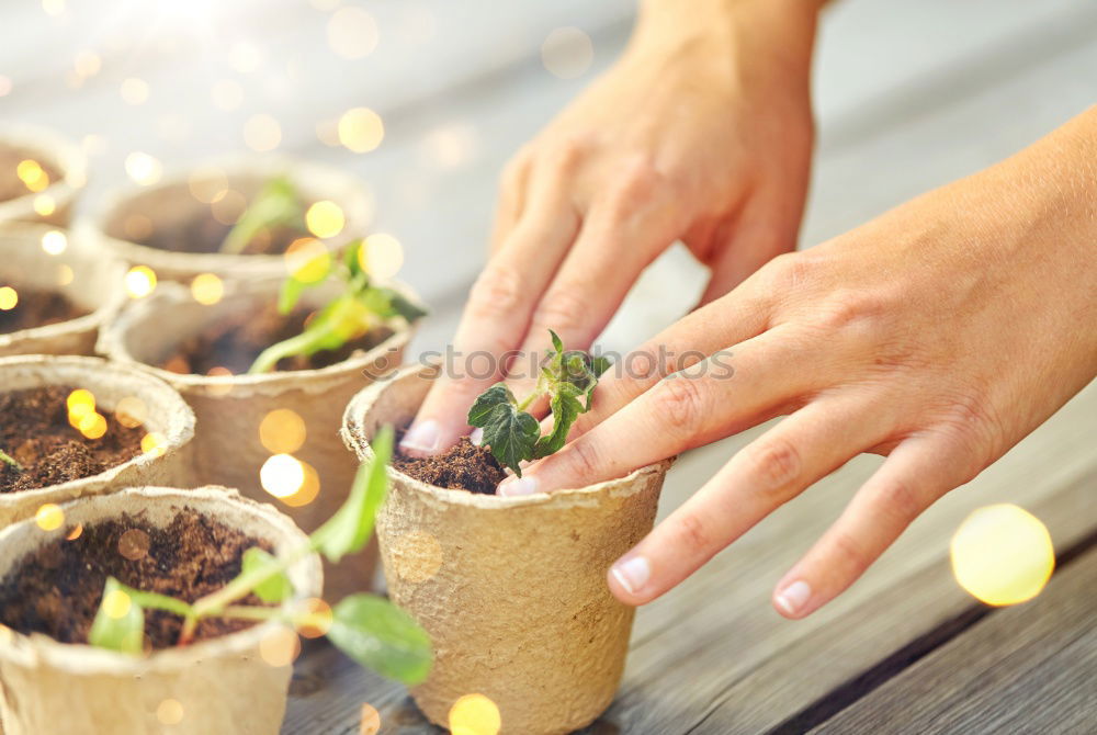 Similar – Image, Stock Photo Woman’s hands transplanting plant.