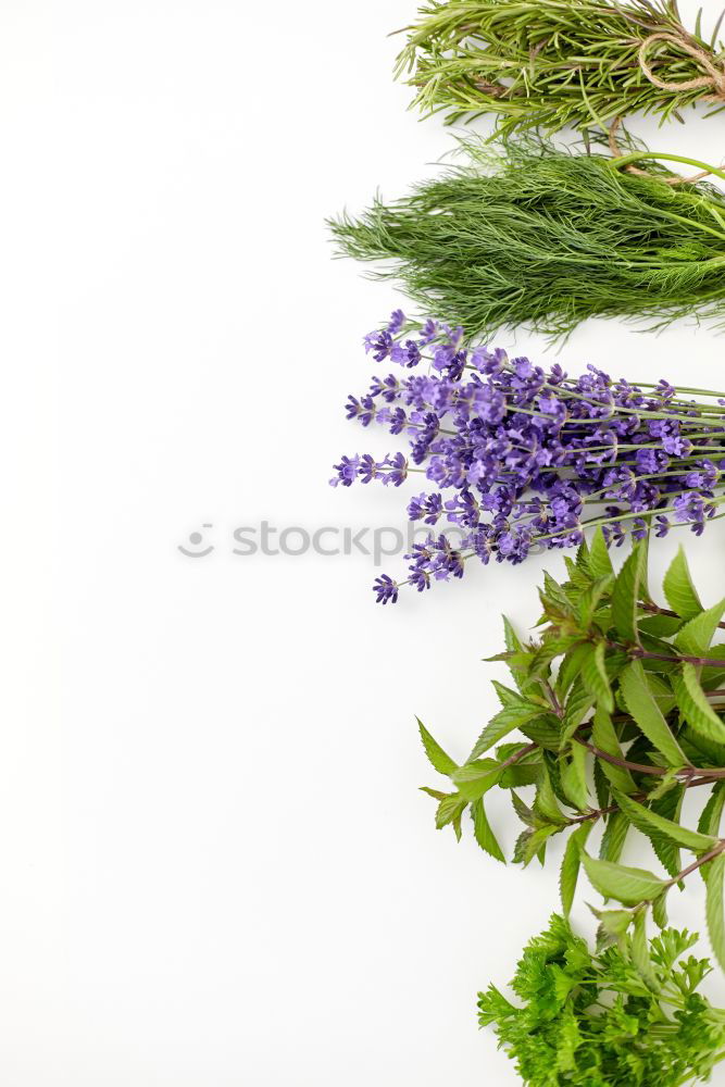 Similar – Image, Stock Photo Beautiful garden flowers with leaves and flowers