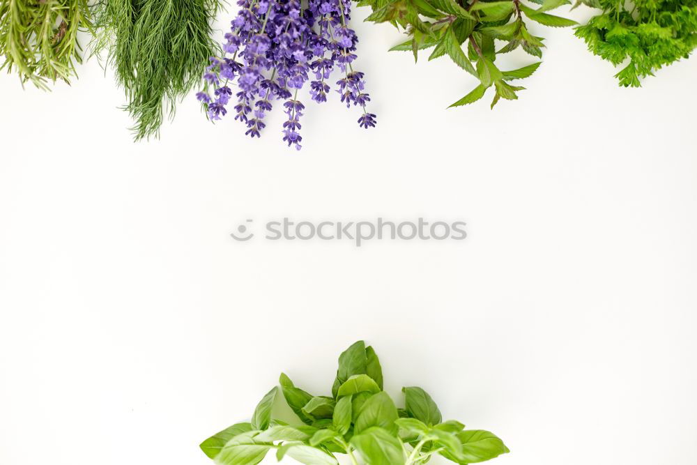 Similar – Image, Stock Photo Groundcover Plants for Garden