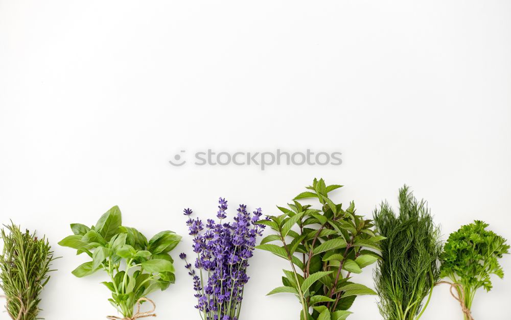 Similar – Image, Stock Photo Beautiful garden flowers with leaves and flowers