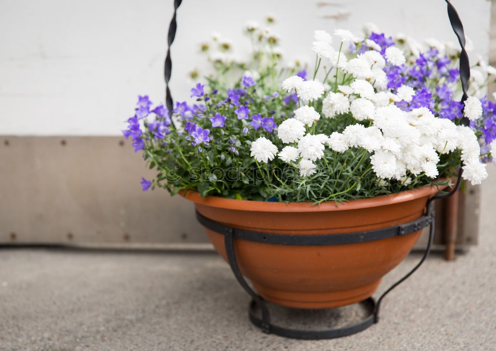 Similar – Flowers in the basket on hanger on a wall