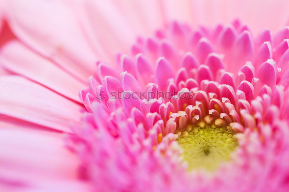 Similar – Image, Stock Photo flower power pink flower