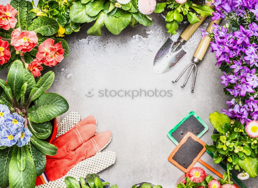 Similar – Image, Stock Photo Woman’s hands transplanting plant.