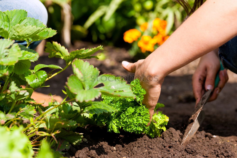 Similar – Picking radishes in the garden.