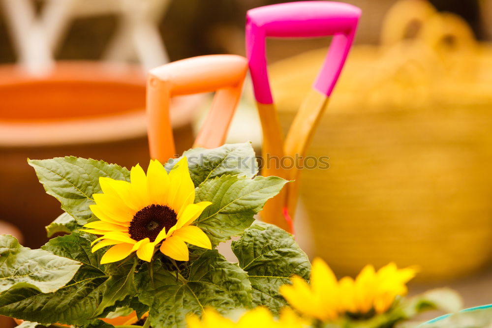 Similar – Allotment garden with primroses flowers, shovel and shield